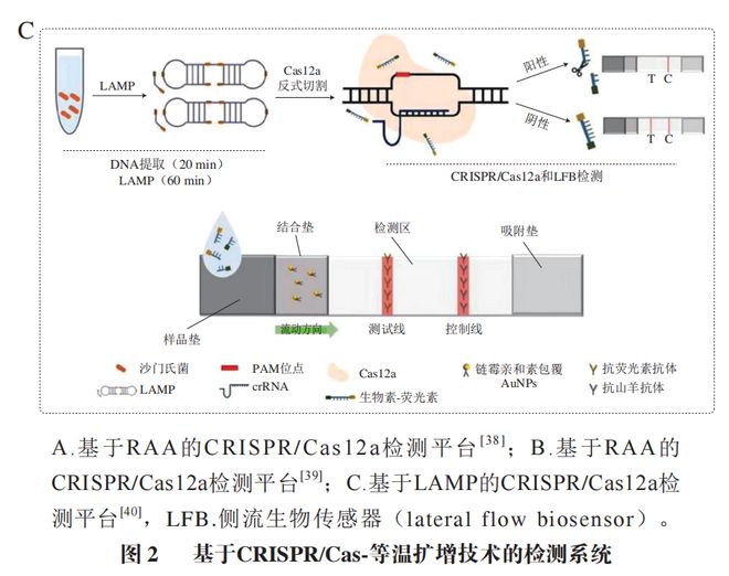 《食品科學(xué)》：東北農(nóng)業(yè)大學(xué)張微副研究員等：CRISPRCas-等溫?cái)U(kuò)增技術(shù)在食源性病原菌檢測中的研究進(jìn)展(圖6)