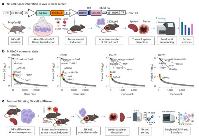 Nature子刊：陳斯迪葉露鵬團隊利用體內(nèi)AAV-睡美人CRISPR篩選技術發(fā)現(xiàn)NK細胞癌癥免疫治療新靶點(圖2)