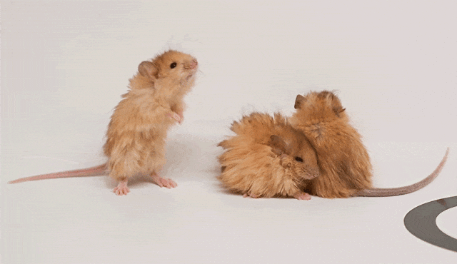 世界首次！喬治·丘奇團(tuán)隊“復(fù)活”已滅絕一萬多年的“冰原狼”計劃2028年復(fù)活猛犸象(圖5)