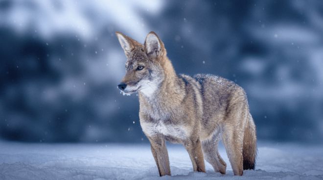 世界首次！喬治·丘奇團(tuán)隊“復(fù)活”已滅絕一萬多年的“冰原狼”計劃2028年復(fù)活猛犸象(圖9)