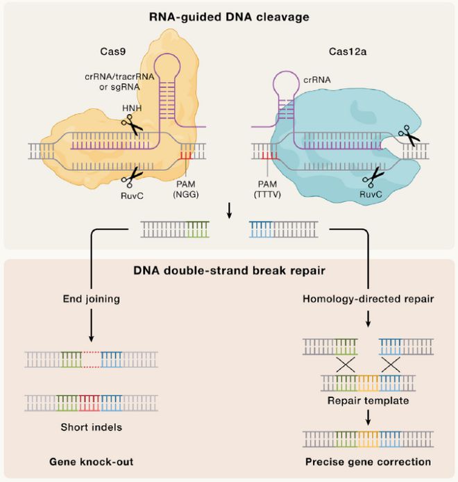 Cell｜CRISPR基因編輯技術(shù)的過去、現(xiàn)在和未來(圖2)