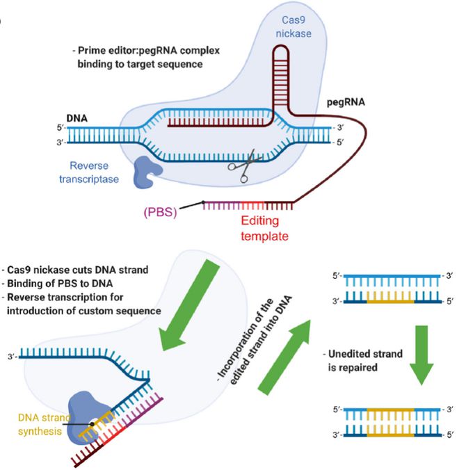 Cell｜CRISPR基因編輯技術(shù)的過去、現(xiàn)在和未來(圖5)