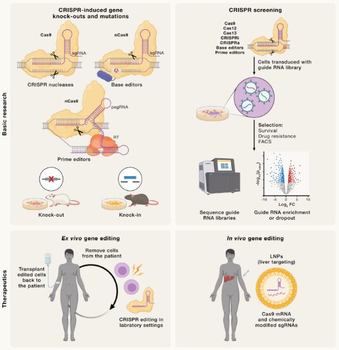 Cell｜CRISPR基因編輯技術(shù)的過去、現(xiàn)在和未來(圖6)