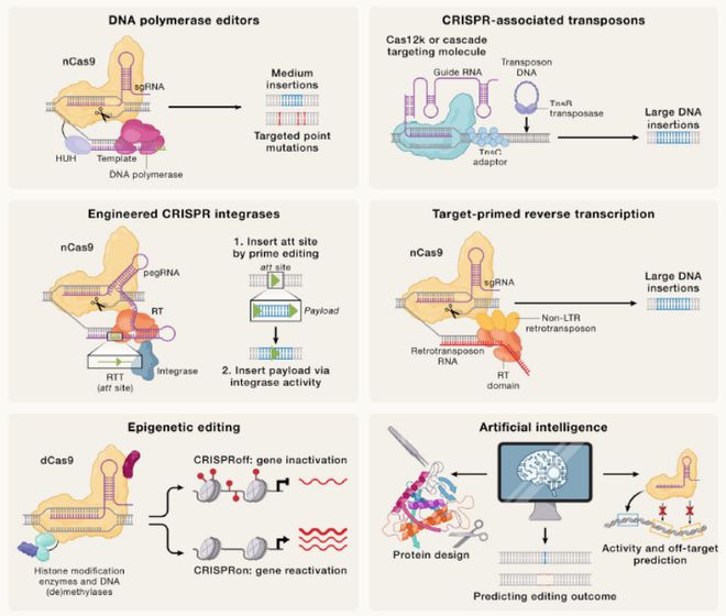Cell｜CRISPR基因編輯技術(shù)的過去、現(xiàn)在和未來(圖7)