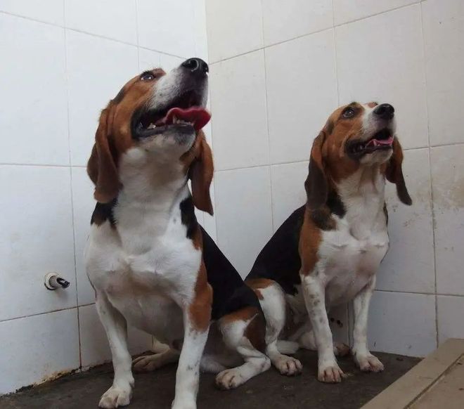 CRISPR技術及其應用CBInsights深度解析(圖4)